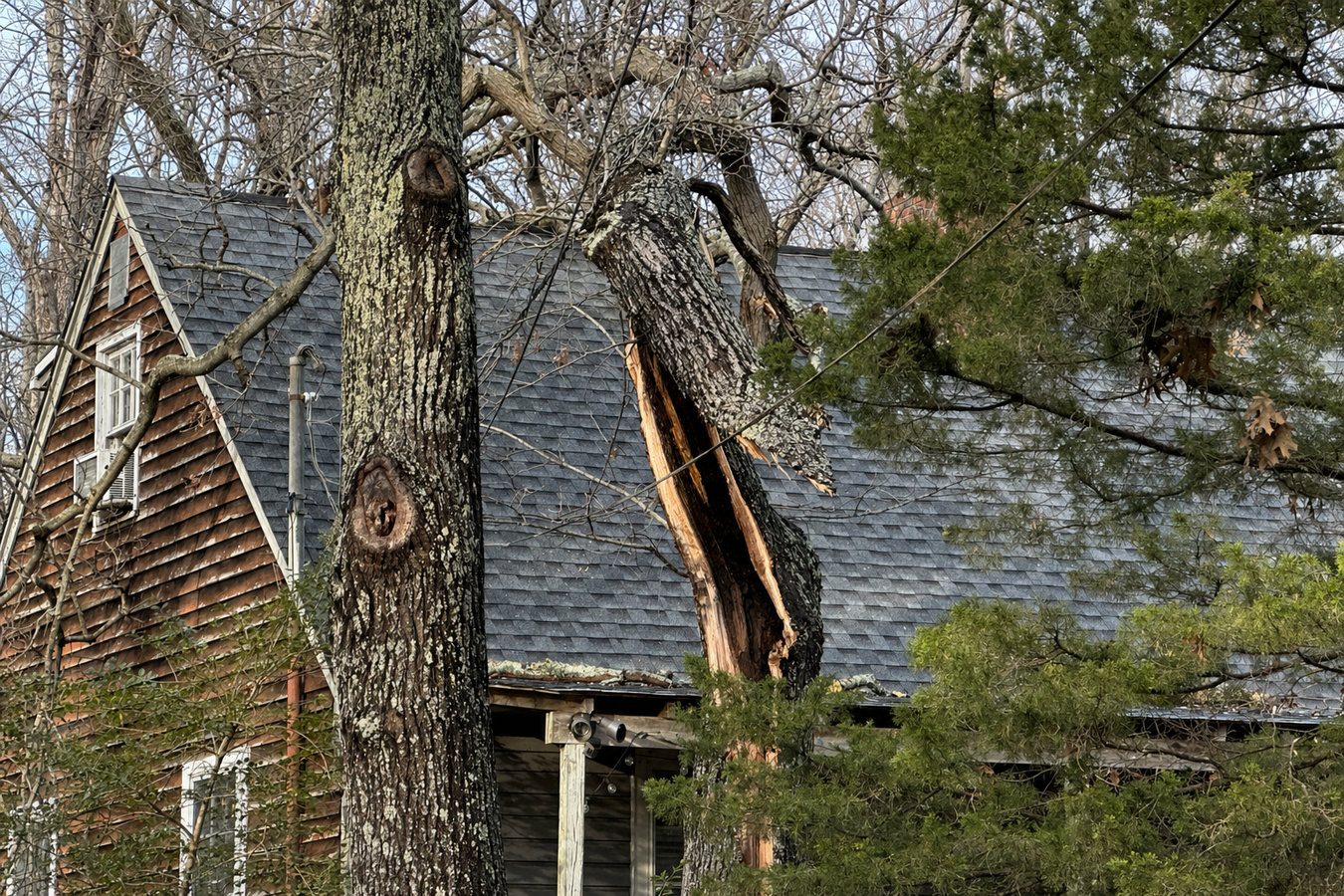 Emergency tree service in Laredo, TX