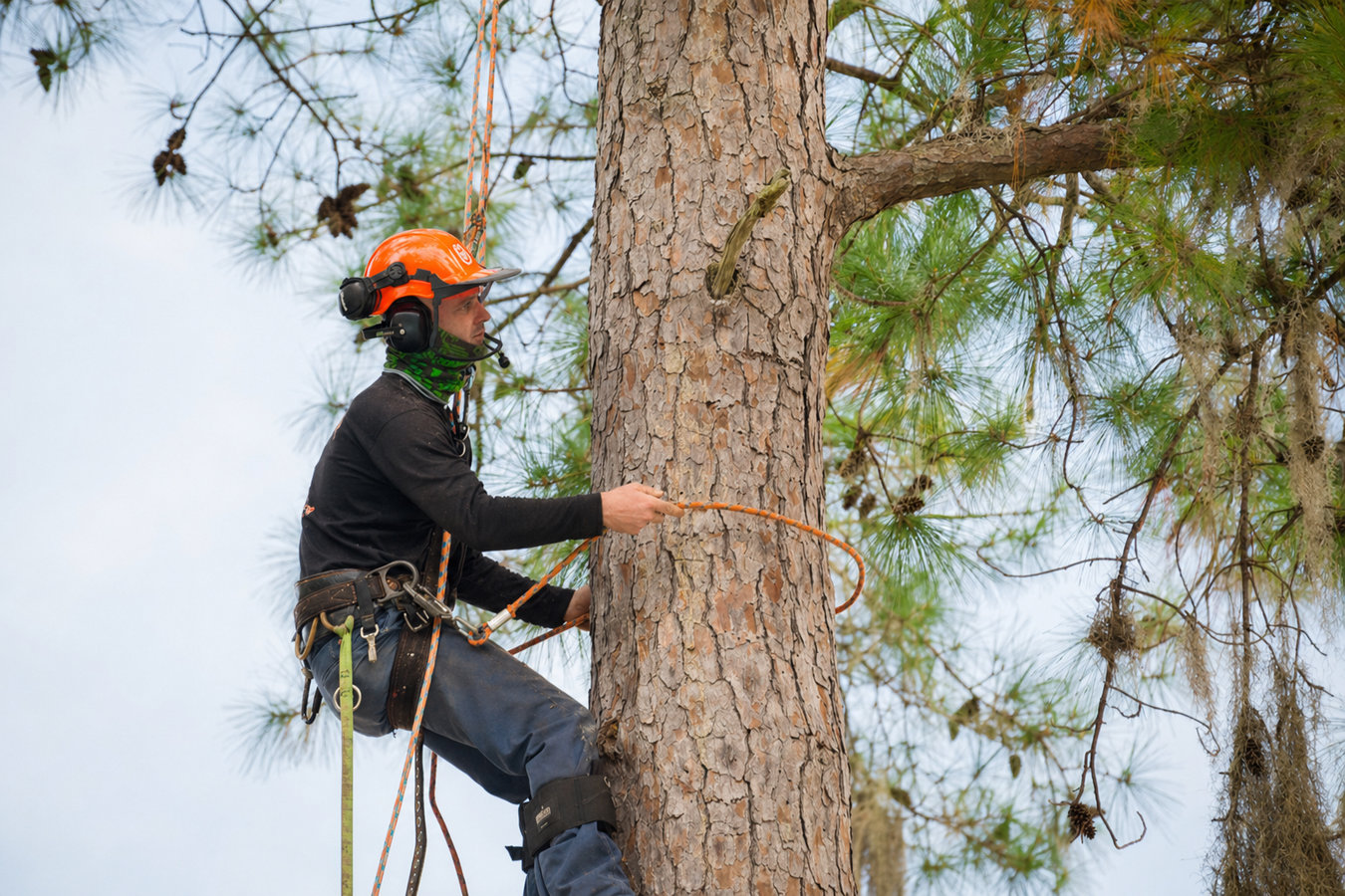 Tree Service in Laredo, TX